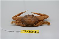 藏品(纖手狼環孔蟹)的圖片
